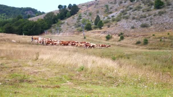 Ein Hirte Treibt Eine Herde Kühe Die Berge Schäferhund Und — Stockvideo