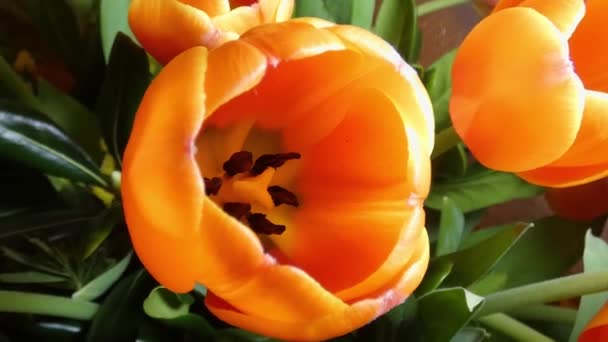 Lale Çiçeğinin Taç Yapraklarını Lekesini Gösteren Yakın Plan Görüntüsü Lale — Stok video