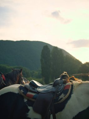The back of a Bay horse, which is worn: saddle, saddlecloth and stirrup