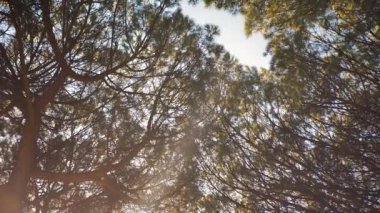 Vertical upward look at the green foliage of trees in the forest. The camera moves under the treetops Summer split foliage. Walk in the woods. Looking up from forest ground