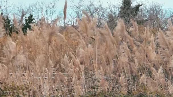 枯草在风中飘扬 枯草在风中飘扬 — 图库视频影像