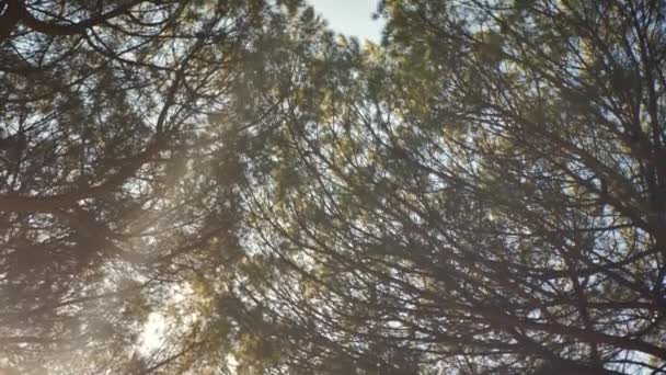 침엽수들 사이를 날아다니며 올려다보고 있습니다 아름다운 꼭대기를 비추고 가지와 사이로 — 비디오