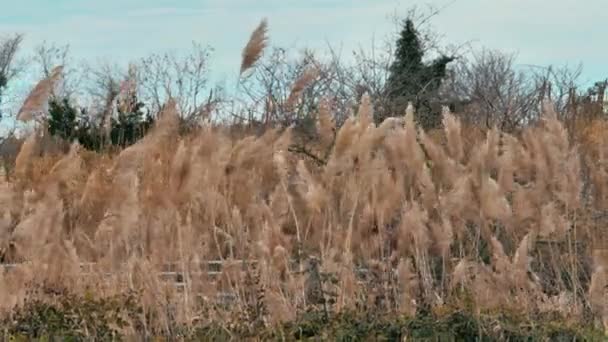 枯草在风中飘扬 枯草在风中飘扬 — 图库视频影像
