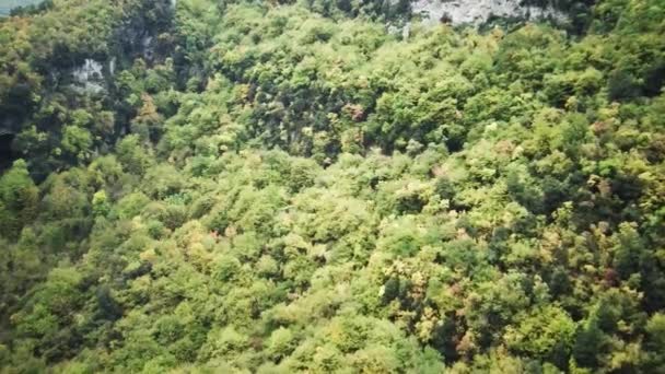 秋天森林的鸟瞰 飞过森林的绿树 高品质的射击 — 图库视频影像