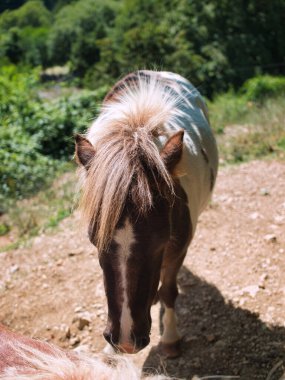 Bir midilli, fotoğraf çekimi bir tutum ile bir Pony portresi ülke tarafında vurdu.