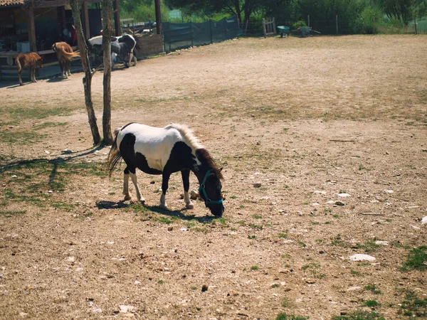 Cavalo Pintura Marrom Branco Pastando Prado — Fotografia de Stock