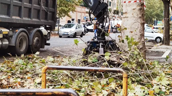 stock image A technician loads cut tree branches using a special machine.