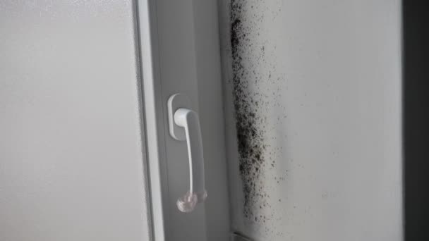 Toxic Mold Fungal Bacteria Wall Corner Door Concept Condensation Humidity — Stock Video