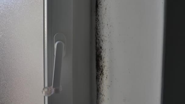 Kapının Yanındaki Duvarda Zehirli Küf Mantar Bakterileri Var Yoğunlaşma Konsepti — Stok video