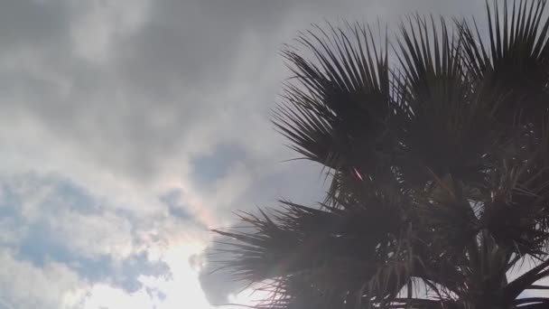 Aşağıdan Palmiye Ağaçlarının Tepesine Mavi Gökyüzünün Arka Planında Adalardaki Beyaz — Stok video