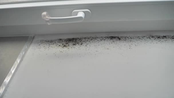 Mucegai Toxic Bacterii Fungice Peretele Din Colțul Din Apropierea Ușii — Videoclip de stoc