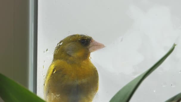 Fågeln Sitter Fönsterbrädan Fågel Flyger Genom Fönstret — Stockvideo