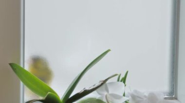 Camın arkasındaki pencereye yaslanmış güzel bir kuş. Serçe benzeri küçük bir kuş dışarıda oturur ve bir evden alınmış, içine bakar. Bahar havası.