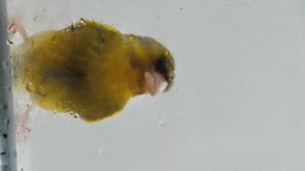 Fågeln Sitter Fönsterbrädan Fågel Flyger Genom Fönstret Gul Fågel Sitter — Stockvideo