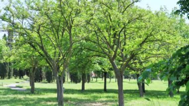 birinci şahıs görünümü. Güneşli bir yaz gününde güzel bir parkta bir yol boyunca ağaçlar boyunca yürüyün.