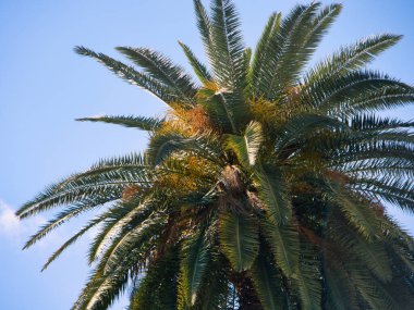 Mavi gökyüzüne karşı tek, uzun palmiye ağacı