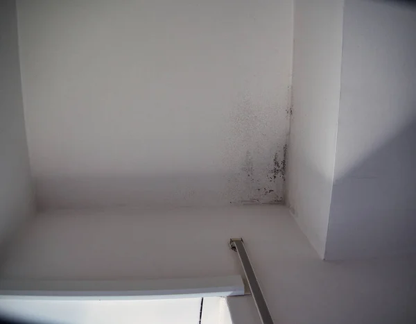 Une Colonie Moisissures Noires Sur Plafond Blanc Saleté Infection Conditions — Photo