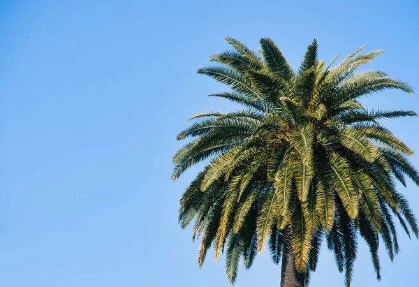 Одно Высокое Пальмовое Дерево Фоне Голубого Неба — стоковое фото