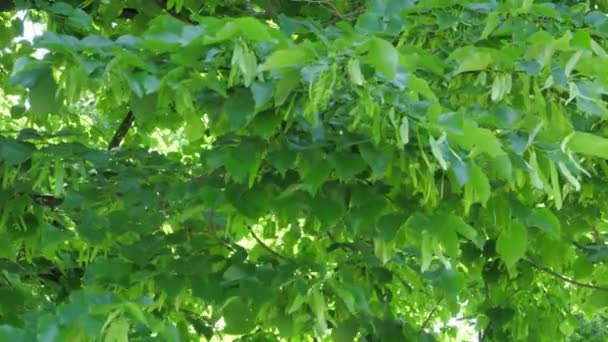 바람에 흔들리는 나무에 과보케 Bokeh 여호와 의증인 — 비디오