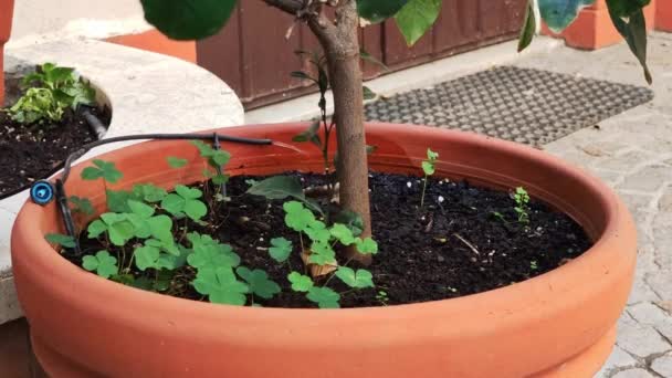 Automatisches Tropfbewässerungssystem Für Zimmerpflanzen Während Der Ferien Zimmerpflanzen Und Blumen — Stockvideo