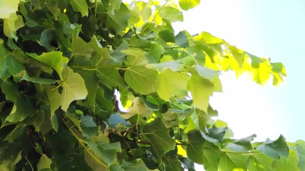 在风中摇曳的树上 用新鲜的绿叶把它放大 绿叶和绿叶的优雅的绿色背景 — 图库视频影像