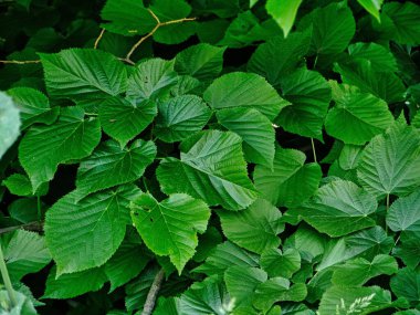 Yeşil ıhlamur yaprakları, yakın plan. yeşil yaprakların arkaplanı,