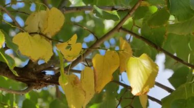 Bazı sarı, diğer yeşil yapraklar sonbahar ormanı dalları üzerinde