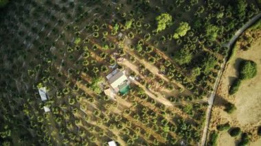 Kuşbakışı bir zeytin bahçesi.