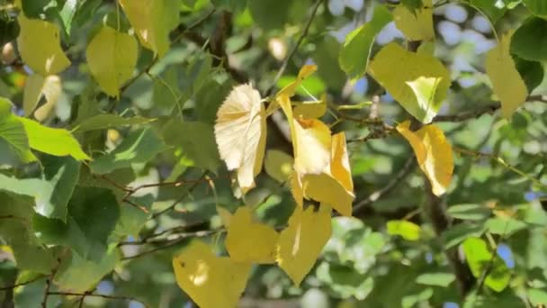Bunte Herbst Hintergrund Nahaufnahme Eines Leuchtend Gelben Blatt Auf Einem — Stockvideo