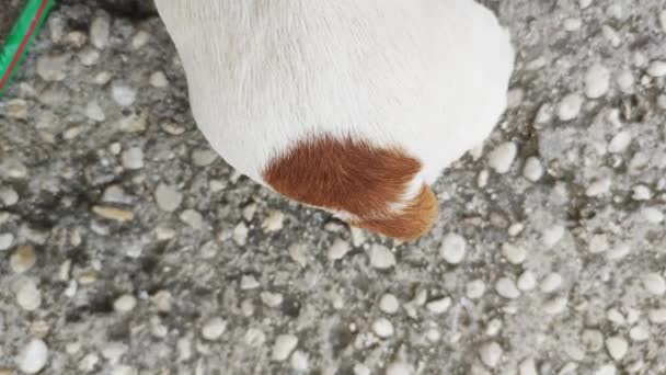 Bonito Jack Russell Terrier Está Deitado Abanando Cauda — Vídeo de Stock
