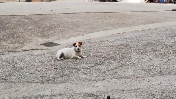 Cute Jack Russell Terrier Lying Wagging His Tail — Stock Video