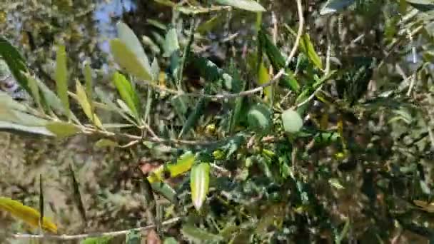 Olivolja Ett Grenträd Friska Olivolja Natur Näring Hälsosam Medelhavet Och — Stockvideo
