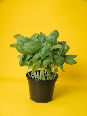 Sarı arka planda fesleğenli güzel bir tencere..