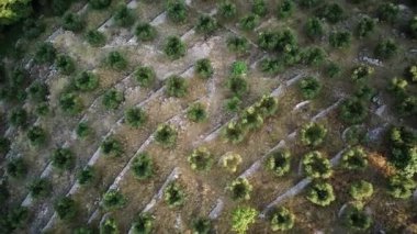 Kuş bakışı Yunan zeytin bahçesi manzarası.