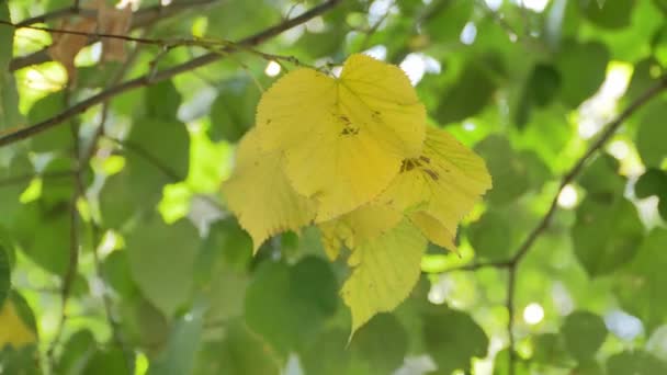 Πολύχρωμο Φόντο Φθινόπωρο Κοντά Ένα Φωτεινό Κίτρινο Φύλλο Ένα Δέντρο — Αρχείο Βίντεο