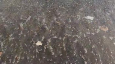 Dalgalar kumlu kıyıya çarpıyor.