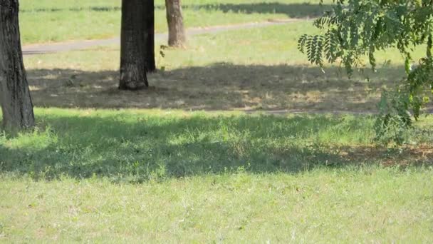 Una Mujer Jugando Con Perro Césped Aire Libre Autumn Park — Vídeo de stock