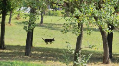 Autumn Park 'ta çimenlikte köpeğiyle oynayan bir kadın.,