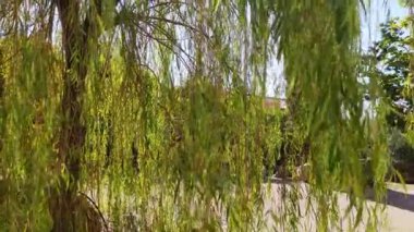 Ağlayan söğüt dalları rüzgarda sallanıyor.