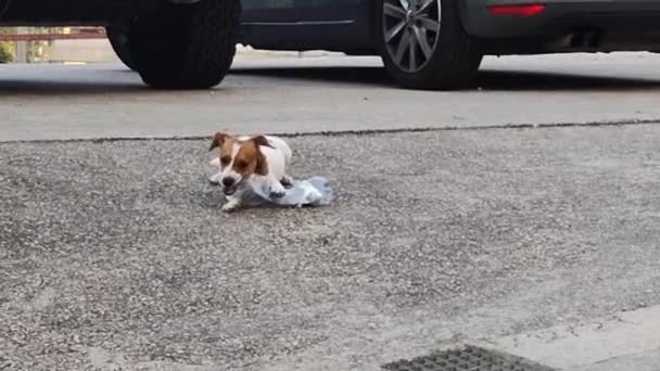 Słodki Jack Russell Terrier Kłamie Bawi Się Plastikową Butelką — Wideo stockowe