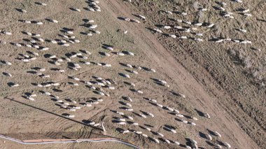 Yolda yürüyen bir koyun sürüsünün üzerinden uçan bir dron görüntüsü. Bulutlu bir gün, alçak irtifa uçuşu.