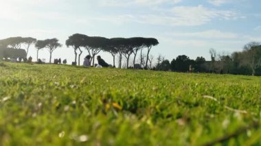 Roma, İtalya, 15 Şubat 2024. Bereketli yeşil bir parkta, insanların dışarıda eğlendiği huzurlu bir toplantı..