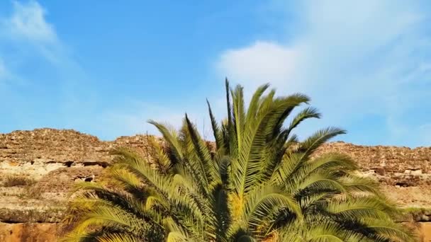 Duvarın Arka Planında Palmiye Ağacı — Stok video