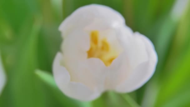 Perto Uma Flor Branca Com Folhas Verdes — Vídeo de Stock