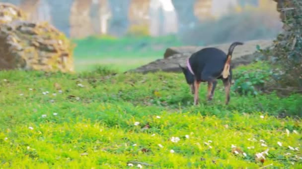 Köpek Parktaki Çimlere Sıçıyor — Stok video
