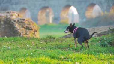Köpek parktaki çimlere sıçıyor..