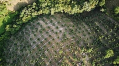 Kuş bakışı Yunan zeytin bahçesi manzarası.