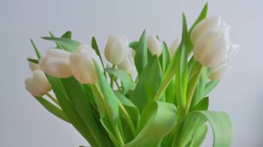 Taze beyaz lalelerden oluşan canlı bir buket, yakındaki bir pencereden süzülen zarif sabah ışığında parıldayan zarif yapraklarıyla dimdik ayakta duruyor. Çiçekleri saran yemyeşil yapraklar