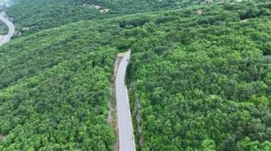 Kıvrımlı bir yol yılanı canlı, yemyeşil bir ormanda, manzaranın doğal güzelliğini ön plana çıkarıyor. Yükselen ağaçlar yoğun bir gölgelik oluşturuyor, yaprakları parlak güneş ışığı altında parıldıyor.