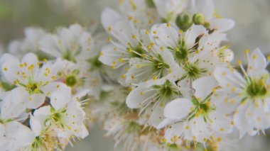Zarif beyaz çiçeklerin canlı bir görüntüsü bahçede yayılıyor, taç yaprakları yavaşça açılıp parlak sarı erkek organlarını ortaya çıkarıyor. Nazik güneş ışığı çiçekleri yıkıyor ve huzurlu bir hayat yaratıyor.